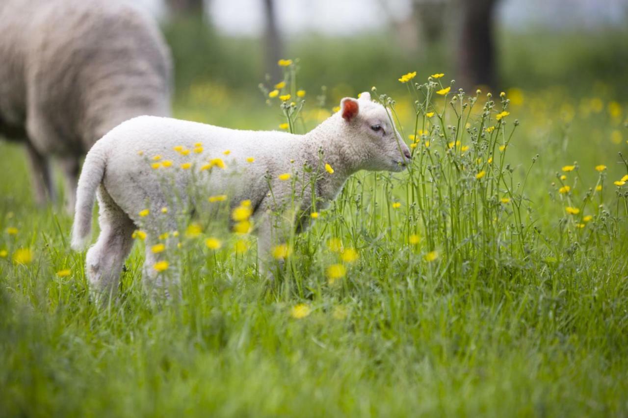 Ferienhof Seelust Gammendorf エクステリア 写真